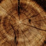 wood
